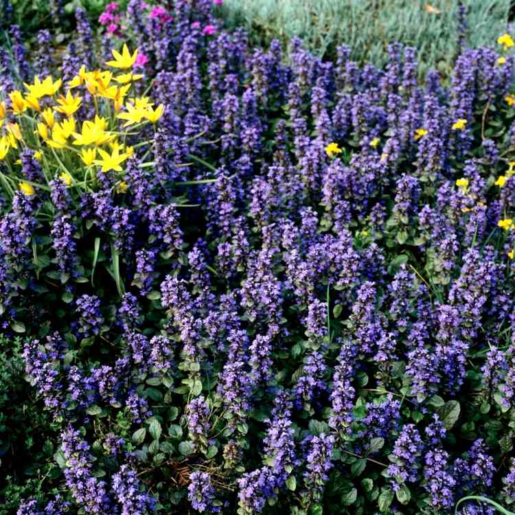 Ajuga reptans atropurpurea Garten Günsel modro kvitnúca pôdna pokrývka Ajuga reptans atropurpurea