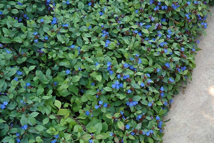 Koreň modrého olova Ceratostigma plumbagnoides modro kvitnúca zemná pokrývka olovnatá-Ceratostigma-plumbaginoides