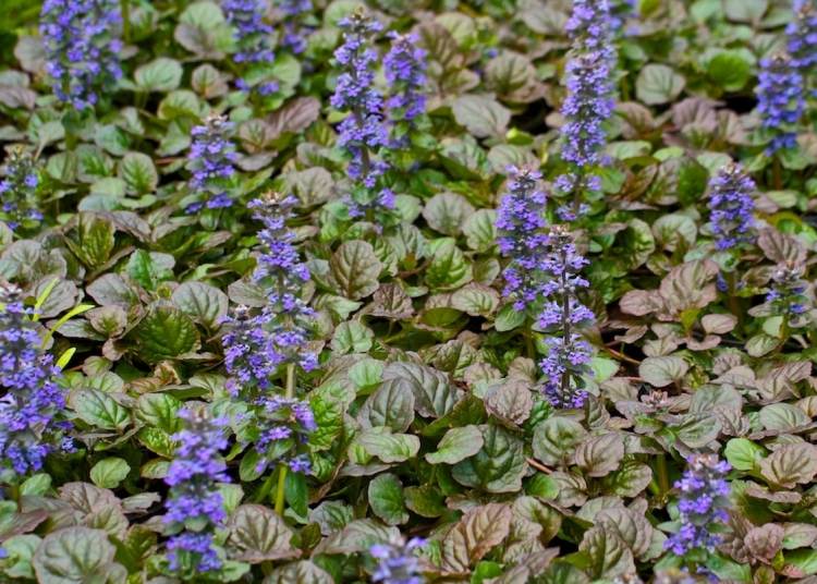 Obrie ajugské plazy Gartena Günsela Catlina modro-kvitnúci-zemný kryt-Ajuga-reptans-Catlins-Gigant
