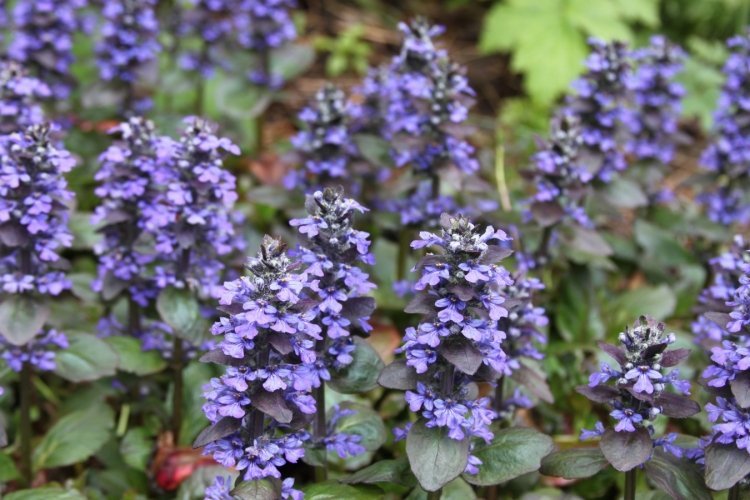 rýchlo rastúci pôdny kryt Ajuga reptans Catlins Giant modro-kvitnúci-zemný kryt-Ajuga-reptans-catlins-obr