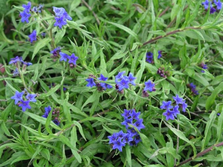 modro kvitnúce skalné semeno Buglossoides purpurocaeruleum modro kvitnúci-prízemný-kamenistý-semienko-Buglossoides-purpurocaerulea