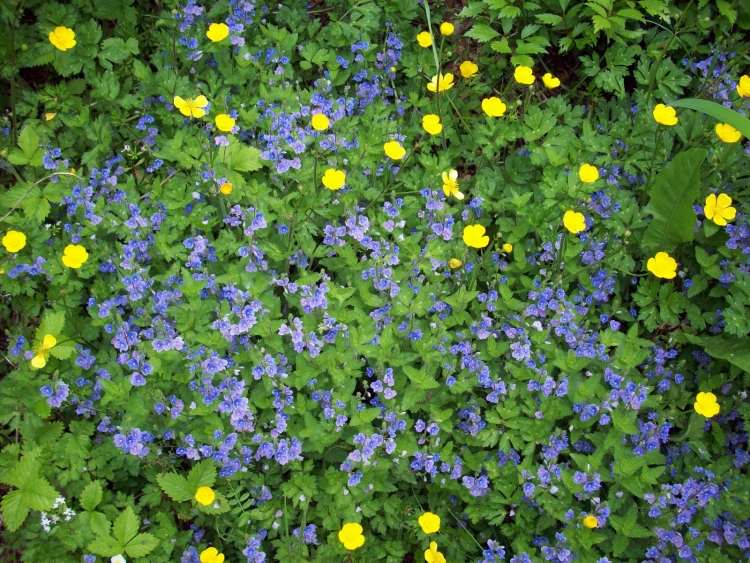 Blue Lobelia - krásna pôdopokryvná odroda modro-kvitnúca-zem-pokrývka-modrá-lobelka