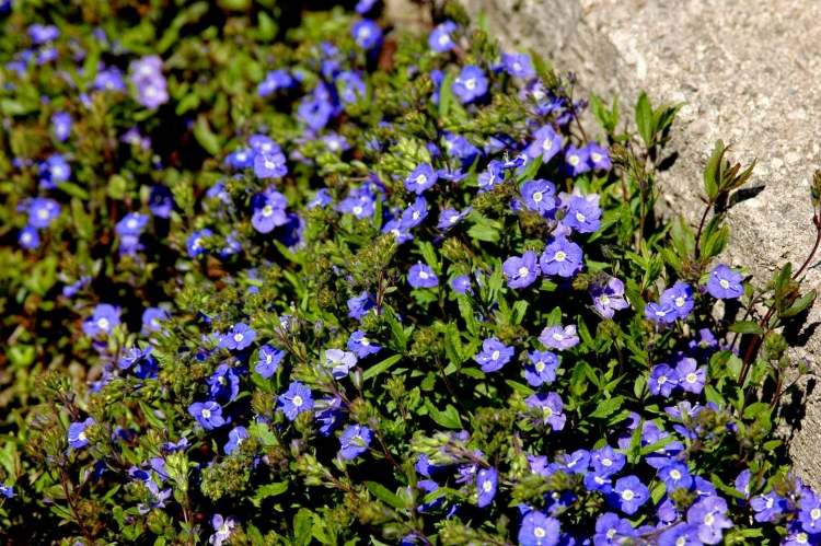 Pôdopokryvná rastlina Speedwell Georgia Blue modro-kvitnúca-zemná pokrývka-česť-cena-georgia-modrá