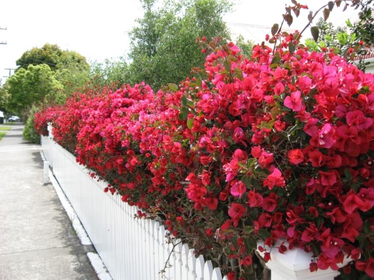červený trojitý kvet / bougainvillea zdobí biely plot kvitnúce-lezenie-rastliny-záhradné-črepníkové-rastliny-plot-skvostné-červené-bougainvillea