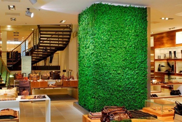 Izbové rastliny stena zelená Izbové rastliny obmývajú zelené záhrady