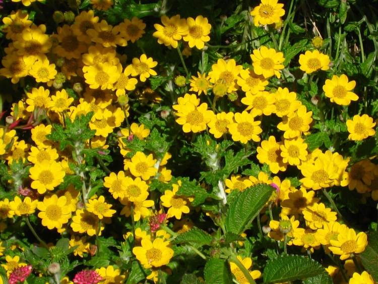 Eriophyllum lanataum Wüstengoldaster žlté kvitnutie žlto kvitnúce trvalky skalka-Eriophyllum-lanataum-wuestengoldaster