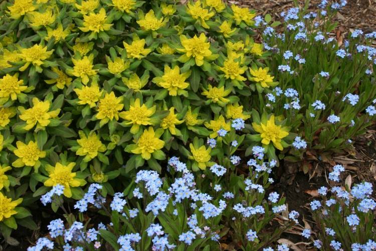 Euphorbia Polychroma Gold Spurge žlté kvitnúce trvalky skalka-Euphorbia-polychroma-zlatá-Wolwsmilch