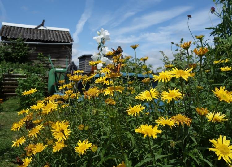 Bupthalmum Salicifolium Alpengold Trvalka žlto kvitnúce trvalky-skalka-Buphtalmum-salicifolium-Alpengold