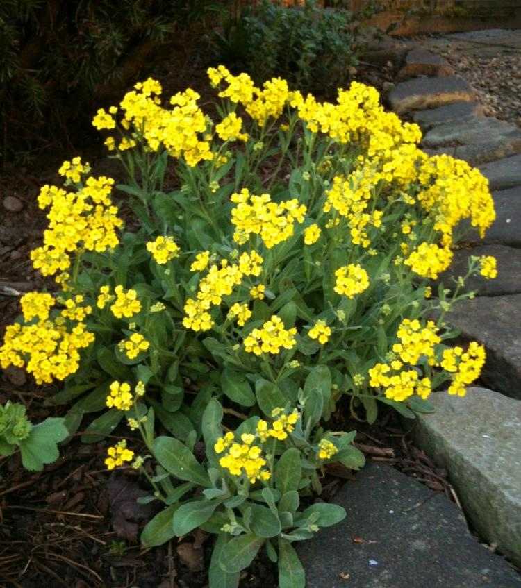 Alyssum Montanum Berggold v záhrade žlto-kvitnúca-trvalka-skalka-Alyssum-montanum-Berggold