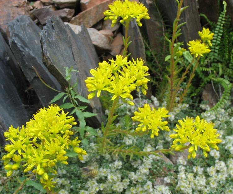 Sedum Montanum Berg Fettblatt žlto-kvitnúce-trvalky-skalka-sedum-montanum-Berg-Fettblatt