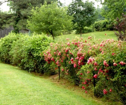 tipy na stavbu vlastného záhradného plotu živého plotu