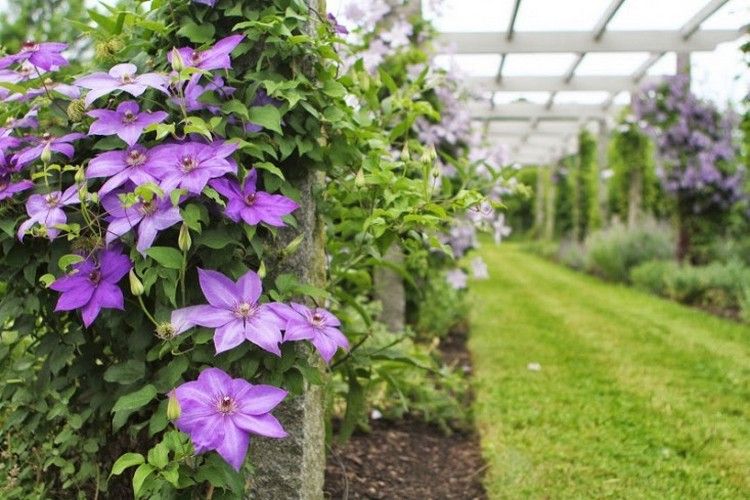 Odrody Clematis Parisienne-intenzívna-farba-veľké-kvety-horolezec