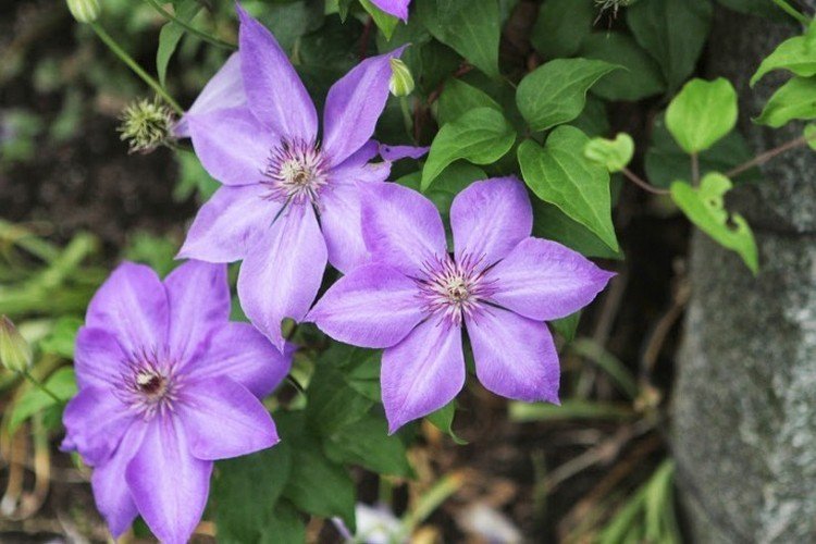 Odrody Clematis Parisienne-kvety-jar-kompaktné kvety