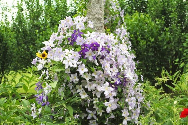 odrody klematis-Blue-Angel-Jackmanii-weisse-tmavo-purpurovo-bluetenové