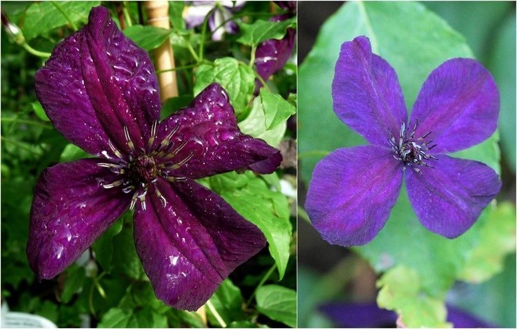 Clematis-variety-viticella-Dark-Eyes-tmavofialová