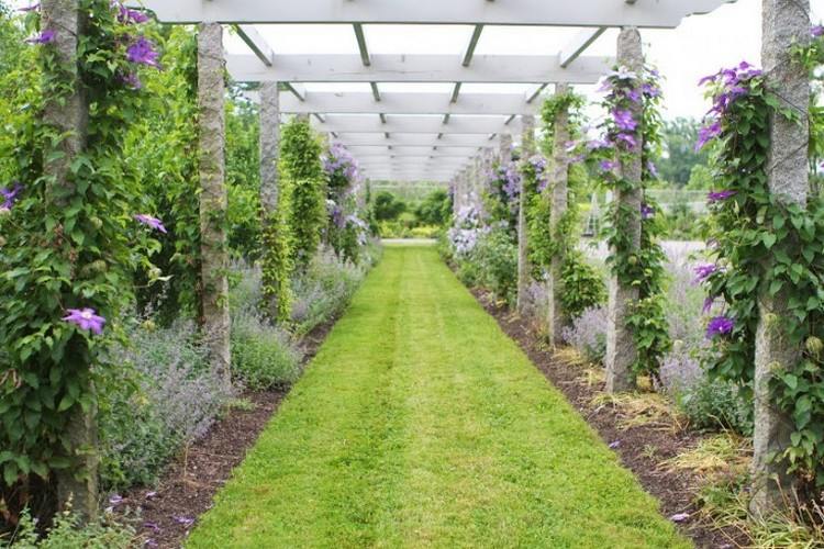 Plamienky-odrody-popínavé rastliny-pergola-záhrada-kamenné stĺpy