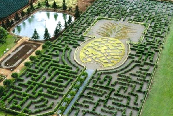 Bludiská a bludiská rastliny havaj