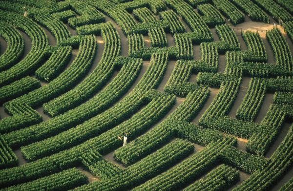 Bludisko kukurica bludisko Francúzsko reignac-sur-indre