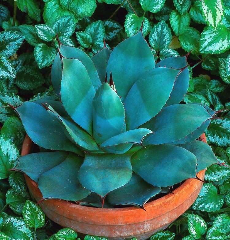 Terasy pre horiace slnko na južnej strane rastliny agáve