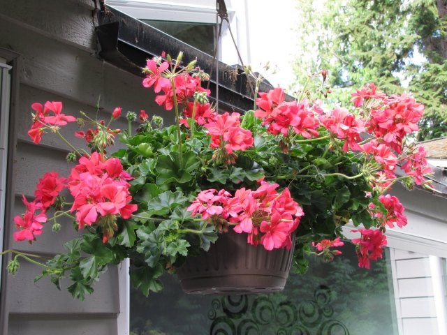 nápady na záhradné dekorácie závesné kvetinové koše zaujímavé tipy nápady závesné kvetinové koše zaujímavé tipy záhradný dizajn