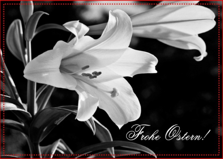 zadarmo veľkonočné karty ľalia biela tlač obrázka pohľadnice