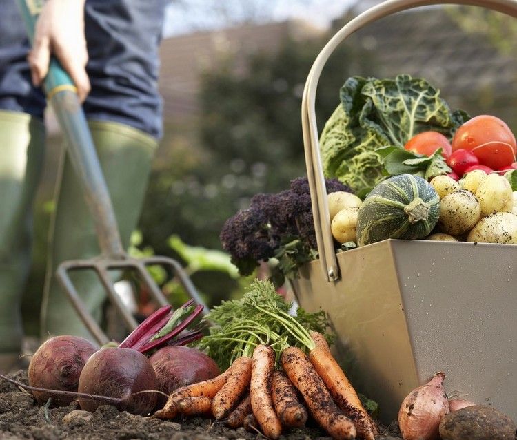 záhradnícke tipy pre začiatočníkov, ktorí pestujú zeleninu