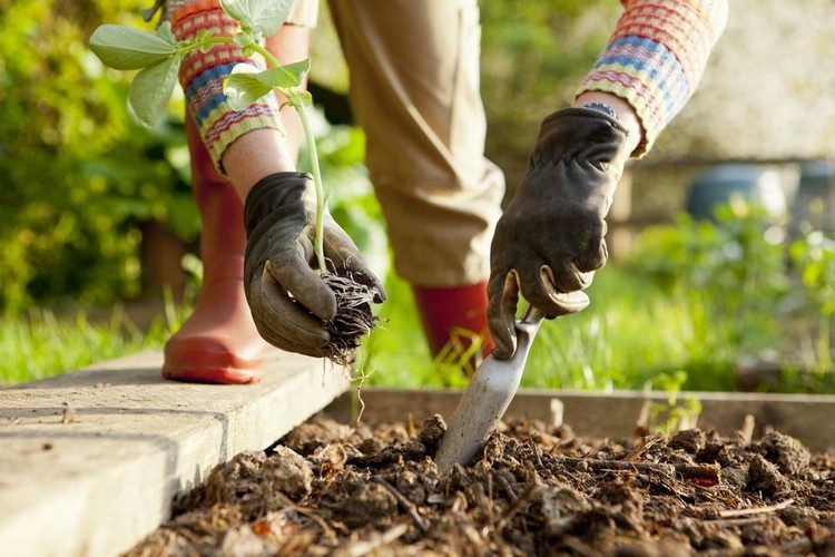 záhradnícke tipy pre začiatočníkov používajú rastliny podľa vegetačného pásma