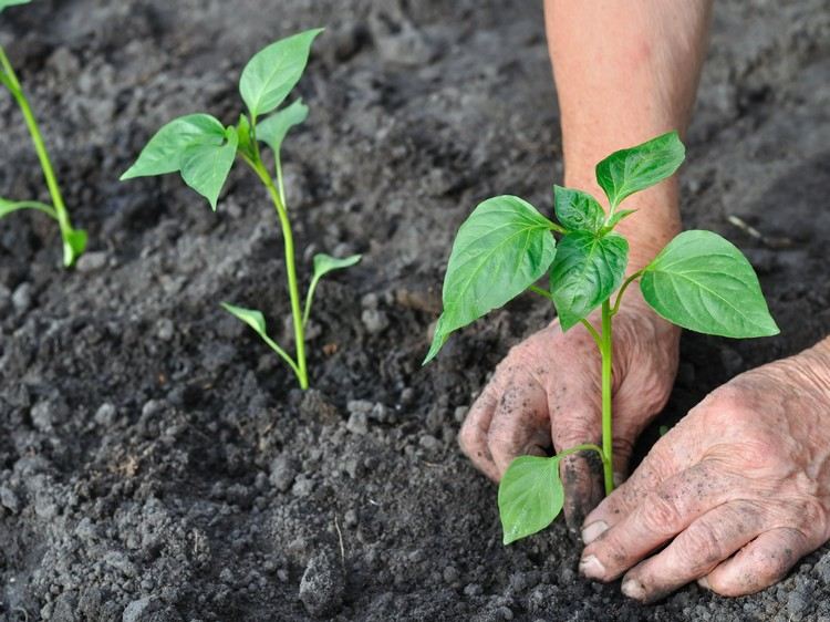 záhradnícke tipy pre začiatočníkov určujú správnu vzdialenosť výsadby
