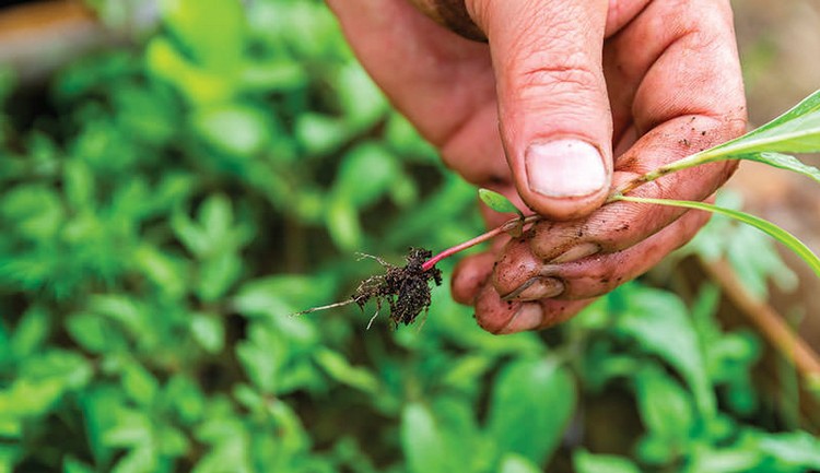 záhradnícke tipy pre začiatočníkov, ktorí sadia a dobre poznajú burinu