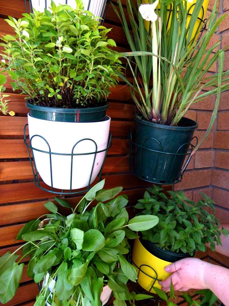 Byliny na balkón bylinky a rastliny balkón-drevené dosky-tipy-jednoduchá starostlivosť