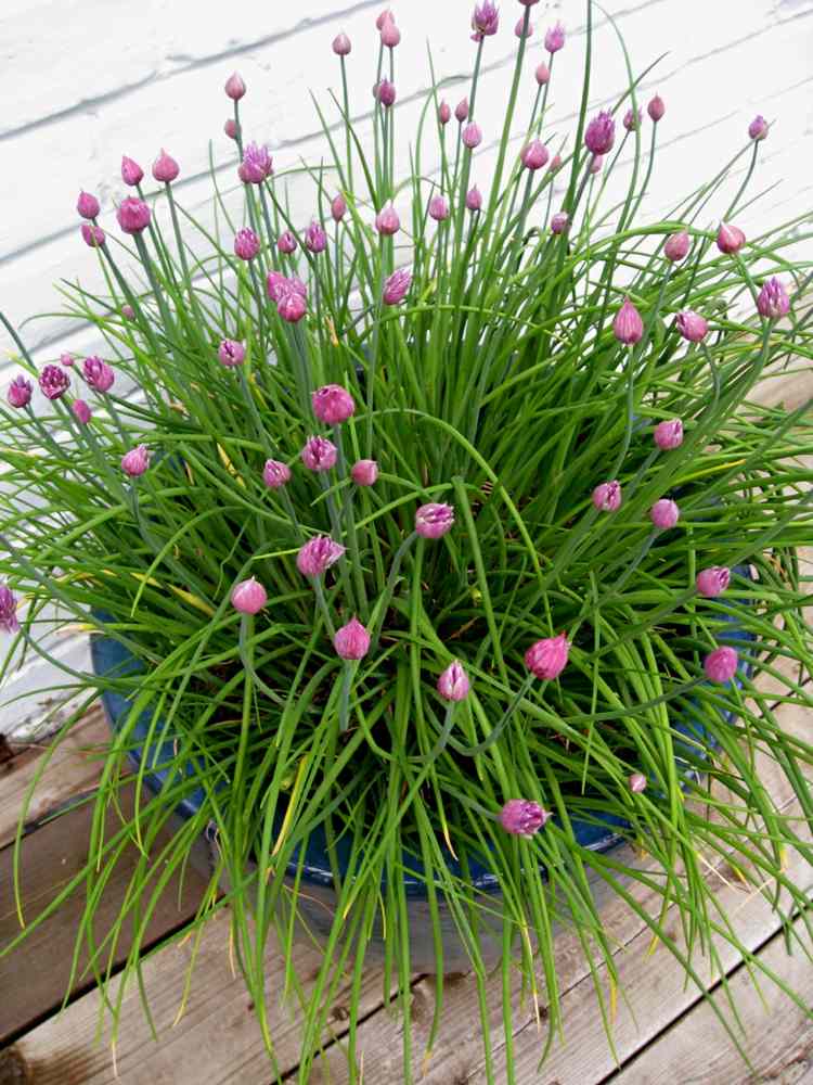 Bylinný nápad s pažítkou bylinky-a-rastliny-pažítka-hrniec-nápad-korenie