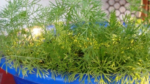 gartendill kvetináče balkónová bylinková záhrada sú vhodné kôprové kvetináče balkónová bylinková záhrada sú vhodné bylinky a rastliny