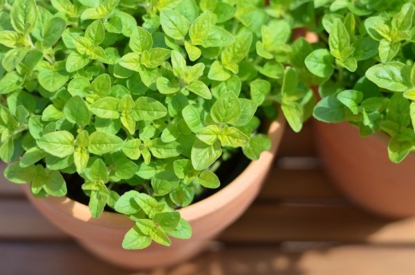 majoránka čerstvé hrnce bylinky korenie balkónová bylinková záhrada majoránka bylina a rastliny balkónová bylinková záhrada