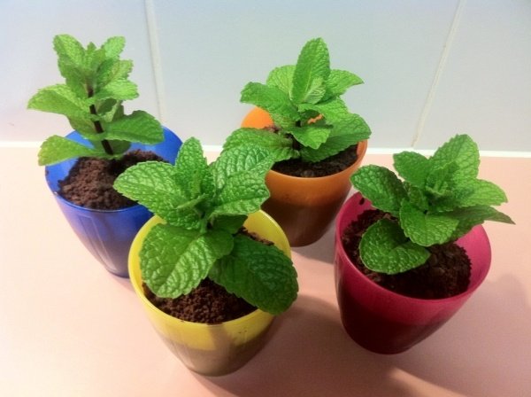 mäta čerstvé hrnčeky hrnce balkón pestovať čerstvý zber poháre mäty hrnce balkón pestovať čerstvé vyberať