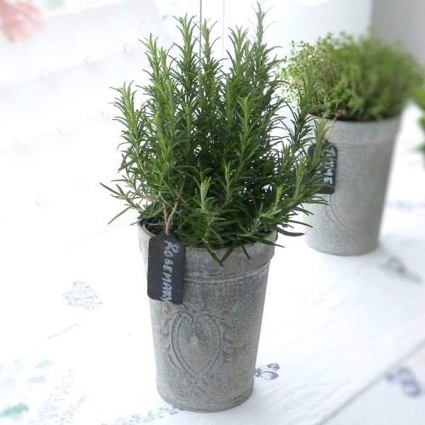 rozmarín kvetináč parapet prekvitať bylinková záhrada domov rozmarín hrniec parapet prekvitá bylinková záhrada domov