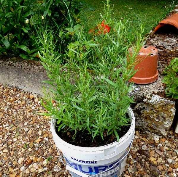 estragón bylinky korenie hrniec pestovať vhodné Estragónové bylinky a korenie rastú v kvetináčoch