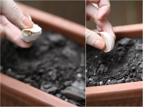 Byliny korenie balkón nápad výsadba strúčik cesnaku Byliny korenie balkón výsadba strúčik cesnaku