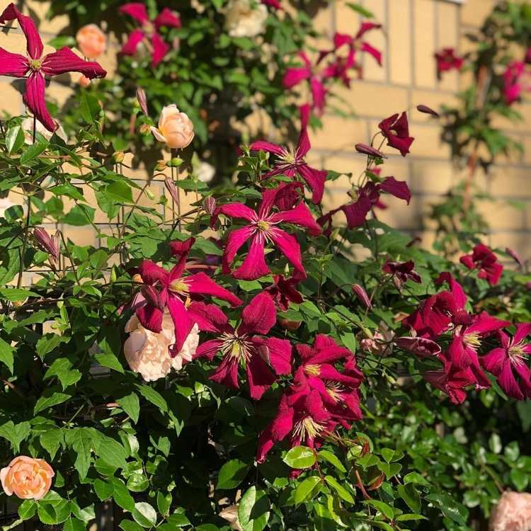 Clematis Madame Julia Correvon kvitne červenými kvetmi celé leto