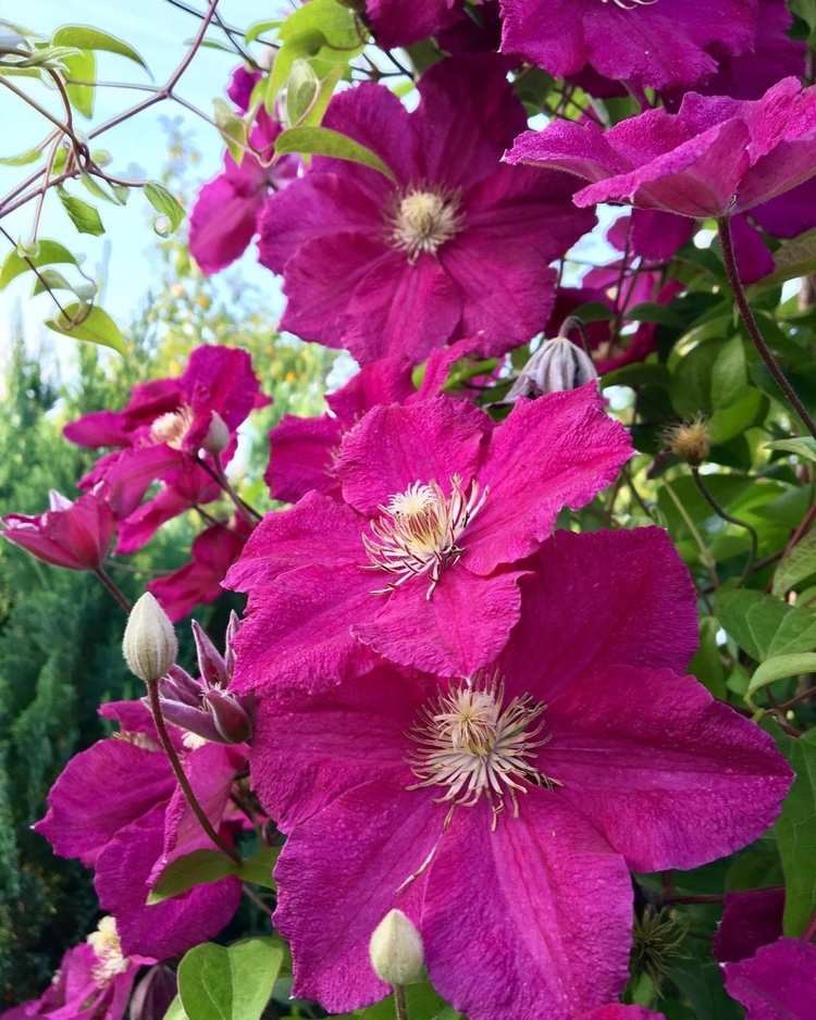 Clematis 'Ernest Markham' kvitne celé leto