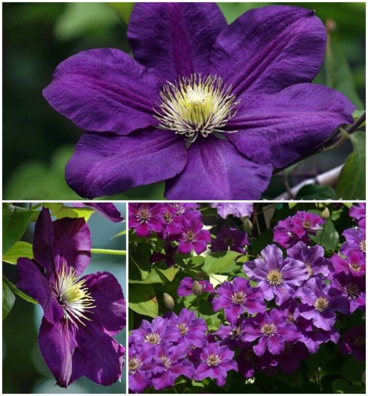 Clematis 'Lady Betty Balfour' s purpurovými kvetmi a letným kvitnutím