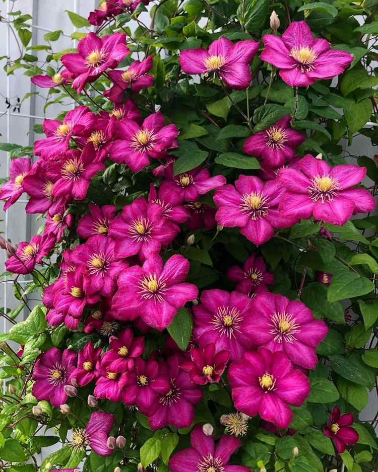 v lete kvitnúci Clematis Ville de Lyon