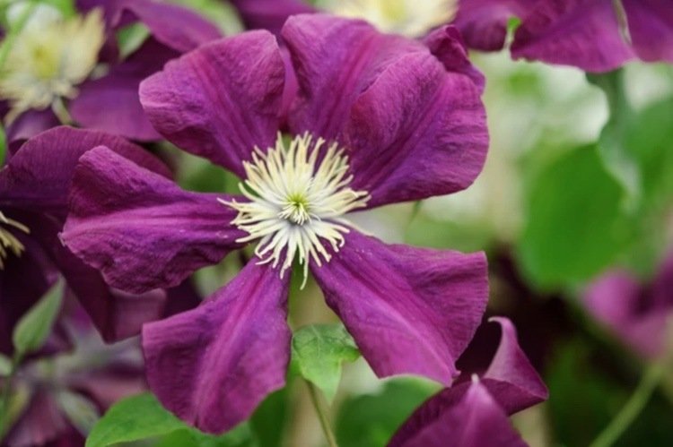 Clematis ‘Etoile Violette’ plamienok kvitne v lete