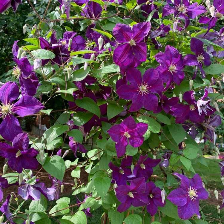 Clematis superba purpurová kvitne celé leto