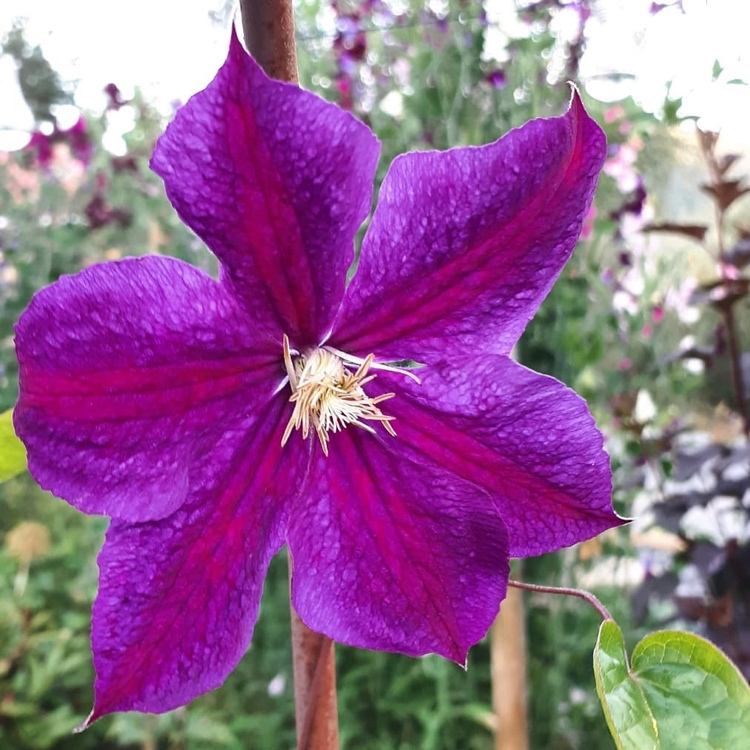 Clematis, hviezda Indie, kvitnúca fialka