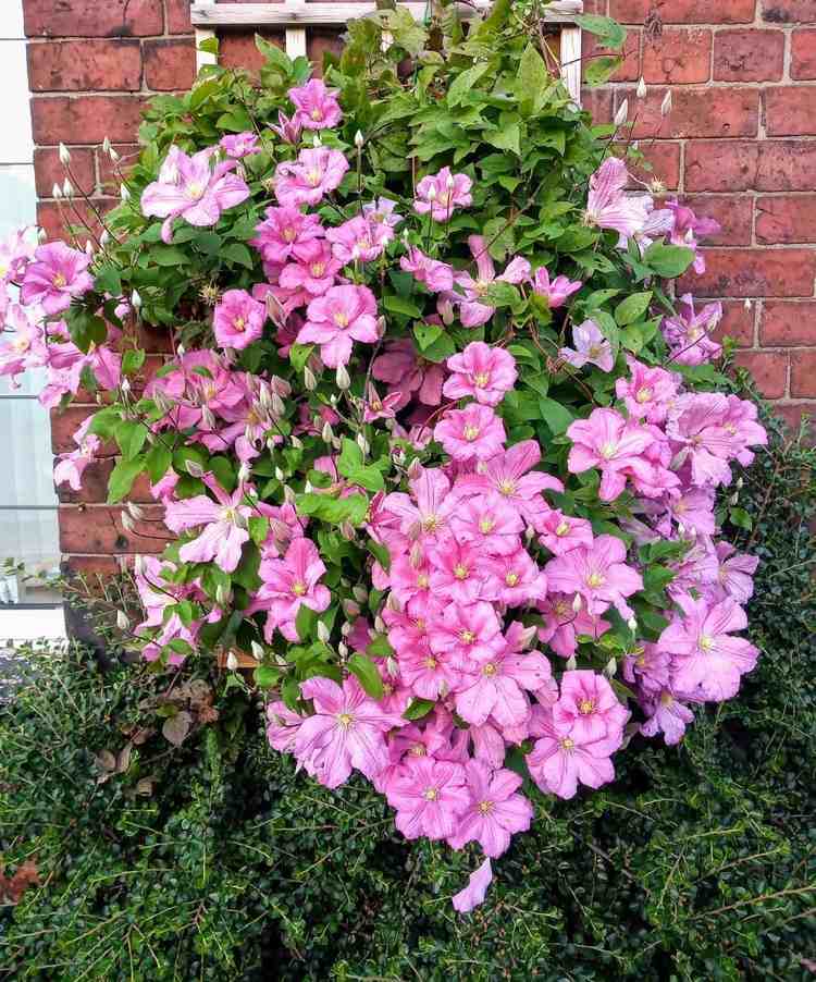 Clematis Comtesse de Bouchard ružová kvitnúca v lete