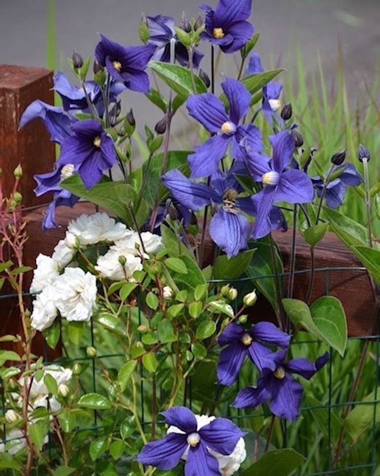 Vytrvalá plamienka a biela pôdopokryvná ružová „morská pena“