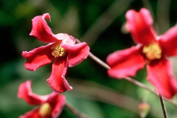 Clematis „princezná Diana“