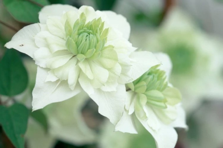 Clematis florida ‘Alba Plena’ kvitne celé leto
