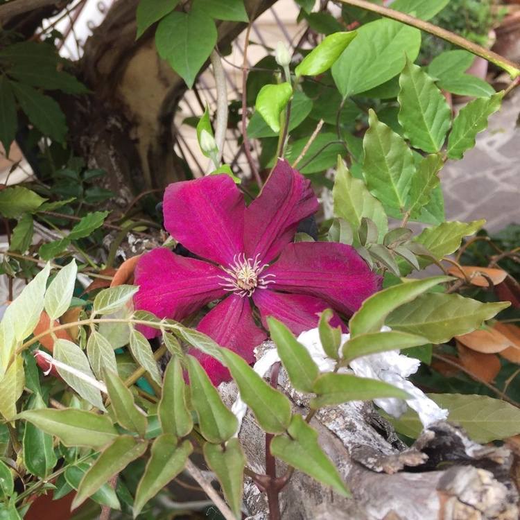 kardinálne kvety clematis rouge celé leto