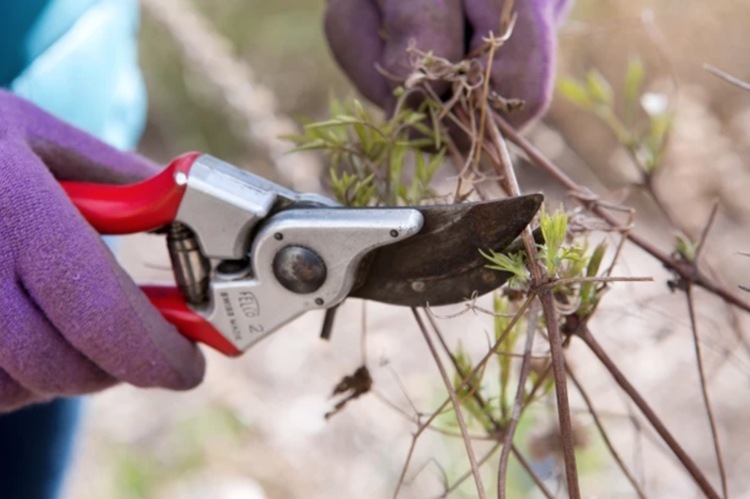 Ktorý plamienok rezal, keď